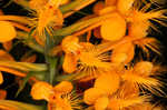 Yellow fringed orchid